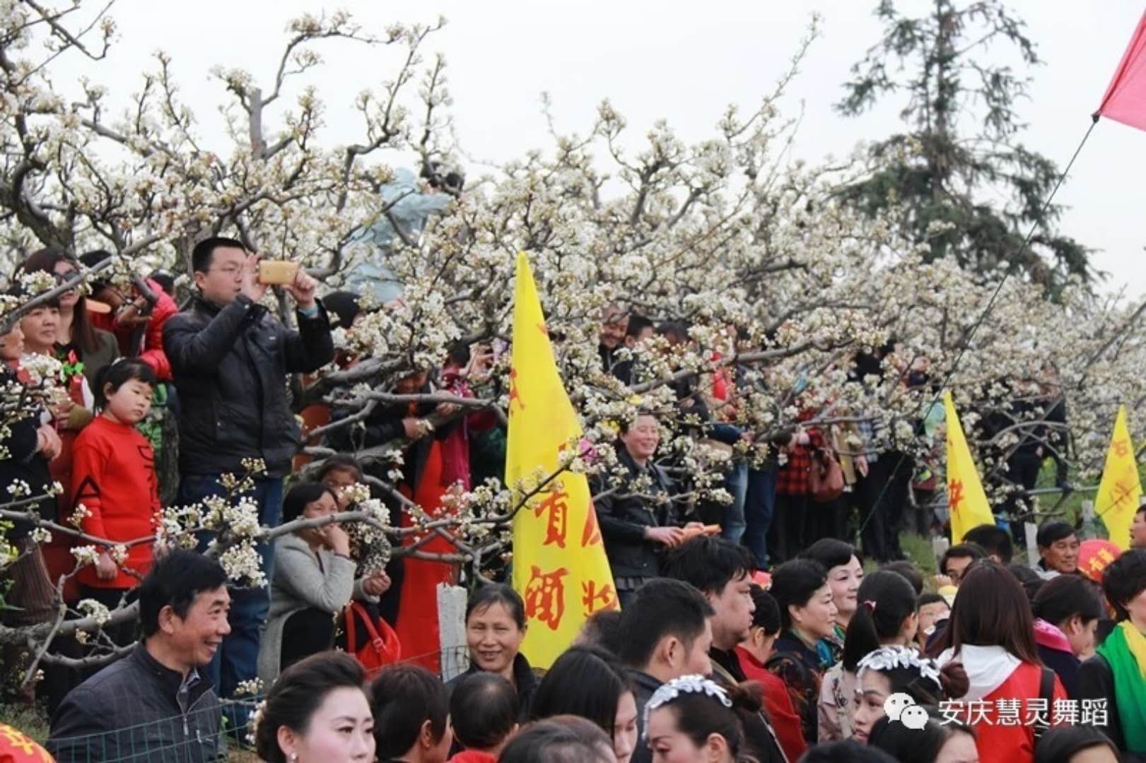 大龙山第四届梨花旅游文化节开幕式
